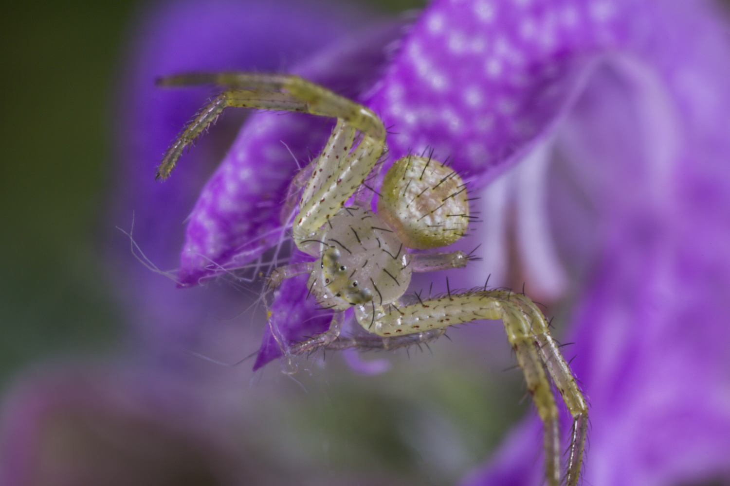 Crab Spider on Purple Horsemint